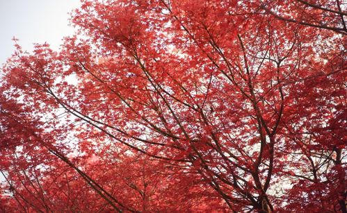 大美沙灣 紅袖善舞翠云間,牛石紅楓盡展顏