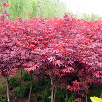 供應紅楓樹，保鮮快遞紅楓苗，日本紅楓，國產紅楓，美國紅楓