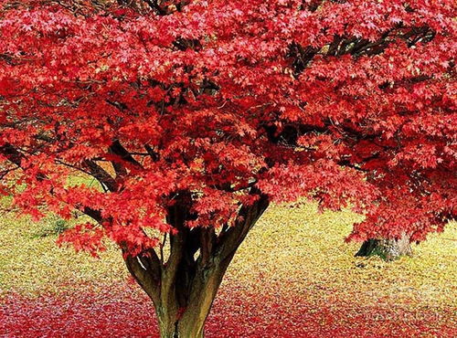 日本紅楓栽培技術簡介