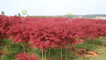 日本紅楓紅舞姬園林景區片植效果圖片