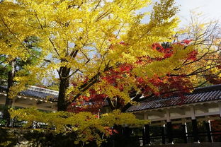 我的2018 漫宅日本紅楓行 東京 新宿 銀座 六本木 富士山 京都 宇治 奈良 大阪