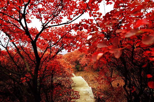 12月29 30日 1699元 人 五指山紅楓林海 三亞玳瑁美人島 海口騎樓民國(guó)街 博鰲玉帶灘 雙高四天
