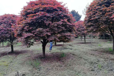 日本紅楓和美國(guó)紅楓哪個(gè)好,區(qū)別有幾點(diǎn)