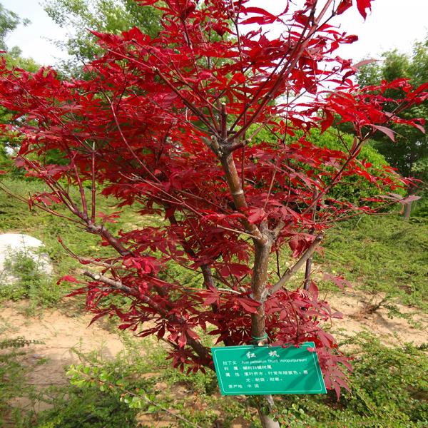 ,日本紅楓紅舞姬_日本紅楓紅舞姬|日本紅楓三季紅|日本紅.