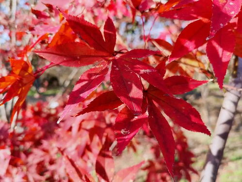 楓 景獨(dú)好 淀山湖畔5000多株紅楓陸續(xù)換上 紅裝