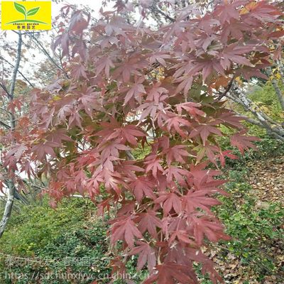 日本紅楓樹價(jià)格 綠化行道樹 落葉喬木