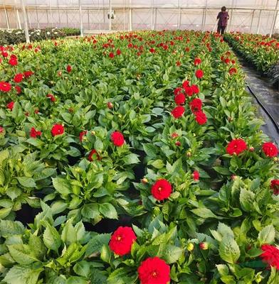 紅楓,美國紅楓,日本紅楓-多地疫情反彈 花卉深陷價(jià)量雙跌困境-美國紅楓十月光輝|夕陽紅|紅冠|秋火焰|日本紅楓獅子頭、三河八房、紅三河批發(fā)【華石紅楓 tel:4006168511】-www.shmmw.com