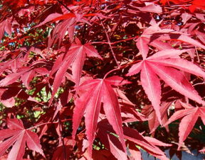 日本紅楓 三季紅的市場走向以及價(jià)值