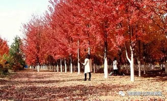 10月23日 順假期 帶您小湯山美國紅楓林海棠林 特色農(nóng)家中餐一日游128元 群友尊享118元