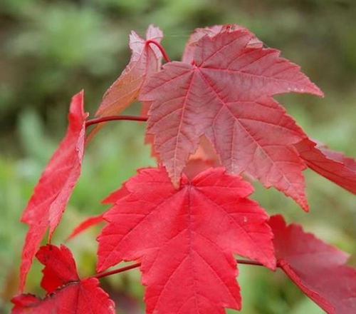 日本紅楓和美國紅楓的區別和特點