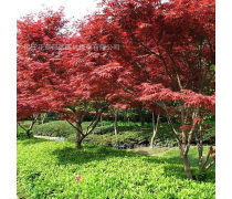 美國四季紅楓樹優質商家置頂推薦產品