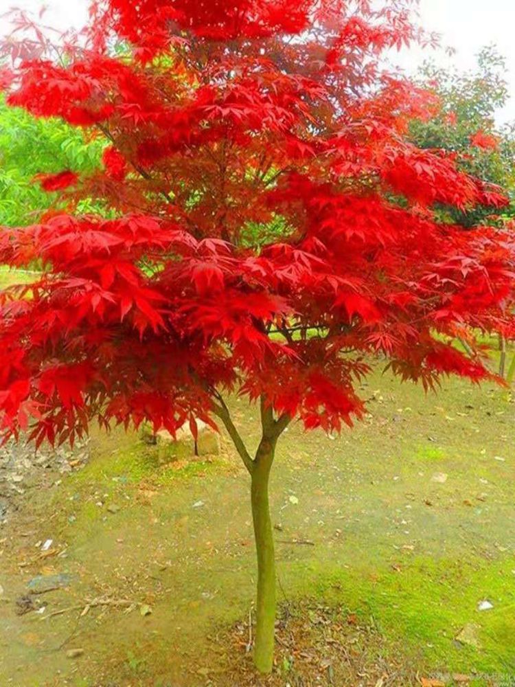 紅楓樹苗四季紅美國日本紅楓庭院正宗三季紅中國紅楓盆景耐寒植物