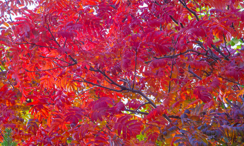 日本紅楓樹