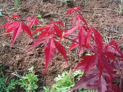 日本紅楓小苗銷售價格-海商網(wǎng),花草樹木產(chǎn)品庫