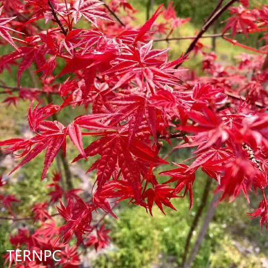 日本紅楓紅舞姬 植物非試管高效快繁日本紅楓紅舞姬