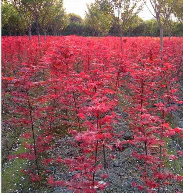 日本紅楓哪個品種好看