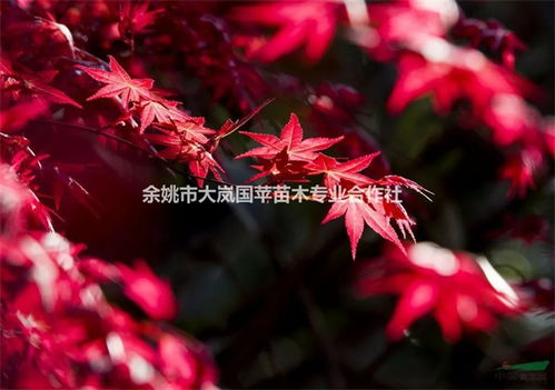 中日美紅楓爭奪戰, 紅楓之鄉 為什么還堅守 中國