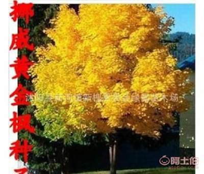 【進口正宗日本紅楓美國紅楓種子金葉挪威槭黃金楓種子】沭陽縣新河鎮(zhèn)新槐居委會綠霸苗木場 - 產品庫