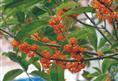 朱砂紅桂-廣西桂林荔浦櫻桂紅楓苗木網 產品展示(廣西金球桂、廣西八月桂、廣西日本紅楓)-金泉網