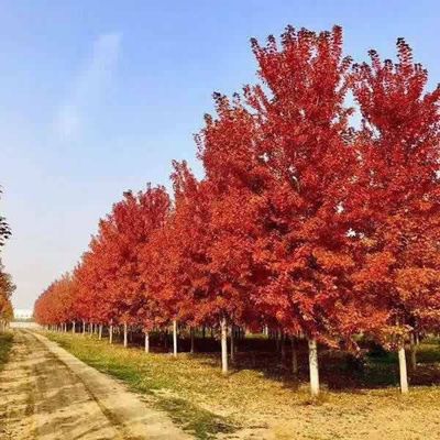 【霖松苗木 4cm日本紅楓基地 日本紅楓報價 2cm日本紅楓圖片】霖松苗木 4cm日本紅楓基地 日本紅楓報價 2cm日本紅楓 - 邳州市霖松苗木種植專業合作社