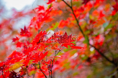 日本紅楓背景