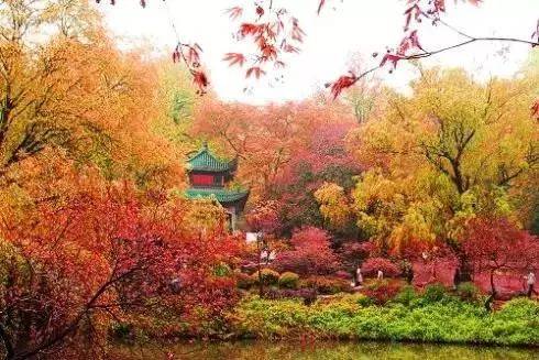 楓葉紅了,約嗎 周末帶你沿著高速去看別樣 楓 情