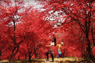 日本紅楓苗那個品種最紅