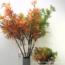 紅楓 雞爪槭