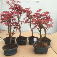 艾雨婷菠蘿蜜苗樹苗果苗嫁接苗木菠蘿苗馬來西亞1號肉紅肉菠蘿蜜樹苗紅肉菠蘿蜜和日本紅楓樹挺院盆景樹樁金楓綠植花卉美國紅楓辦公室秋火焰
