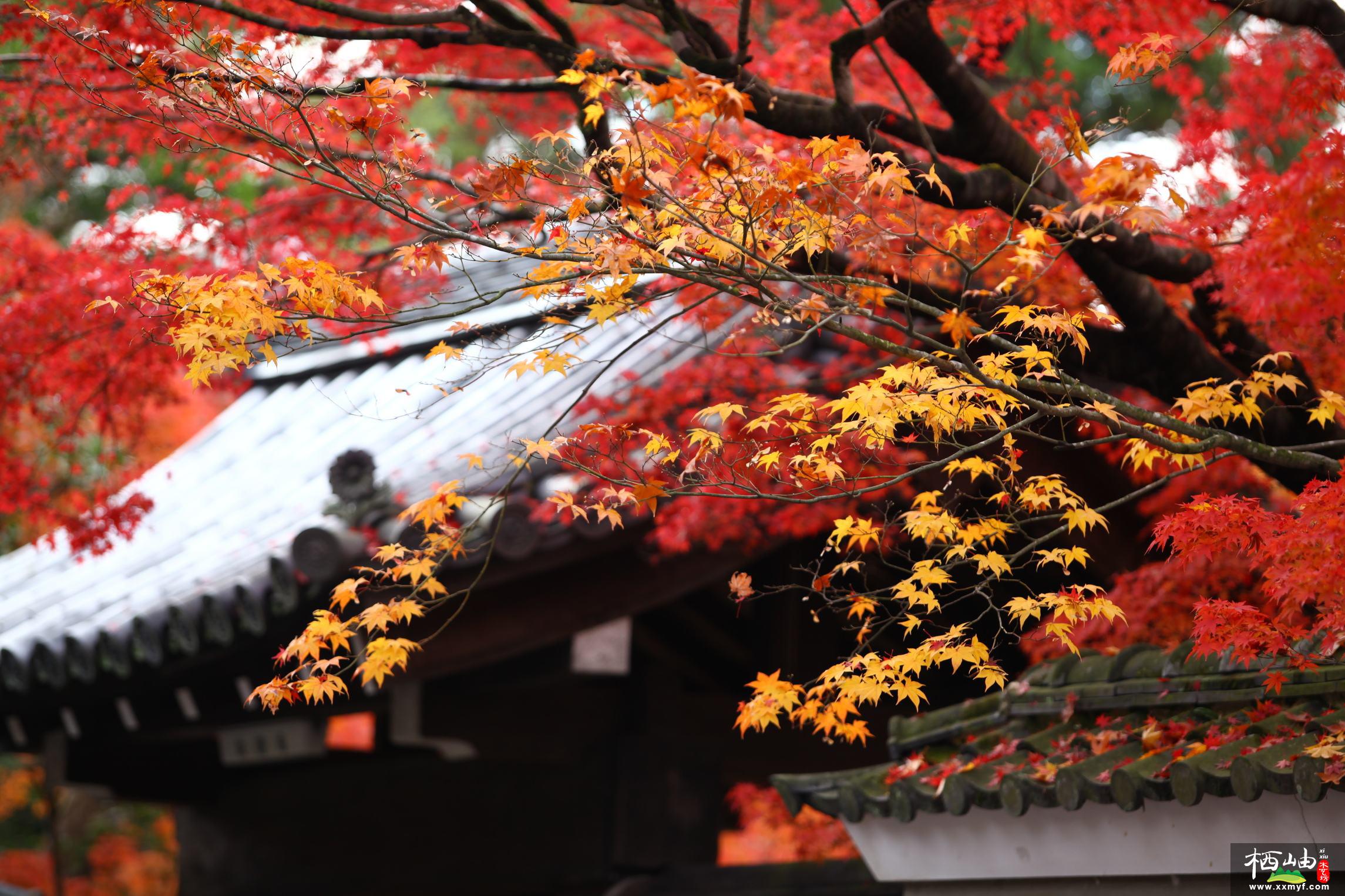 日本紅楓紅舞姬——植物非試管高效快繁日本紅楓紅舞姬 - 
