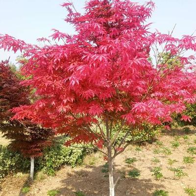 日本紅楓紅舞姬批發市場
