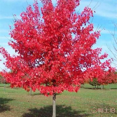 【景繡種業銷售美國紅楓苗小苗日本紅楓小苗價格量大優惠】 - 產品庫