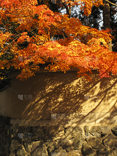 日本紅楓