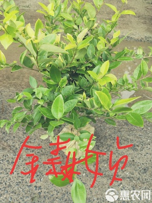 八角金盤