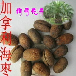 花卉種子 種苗產品列表 007商務站 全球網上貿易平臺 第89頁