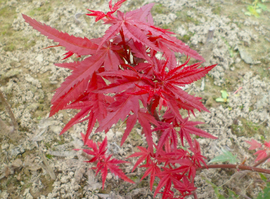 日本紅楓三季紅 觀賞價值與栽培要點全解析