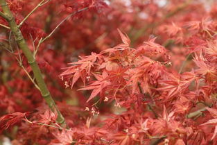 九農(nóng)花木園藝場基地實拍圖 日本紅楓紅舞姬與日本紅楓的絢麗風(fēng)采