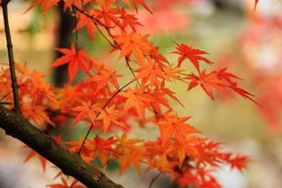 國內(nèi)四大賞楓圣地 秋意濃楓葉紅，哪里的楓情更入你的眼？