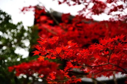 薛蠻子買下日本一條街，日本紅楓投資熱潮你跟上節(jié)奏了嗎？